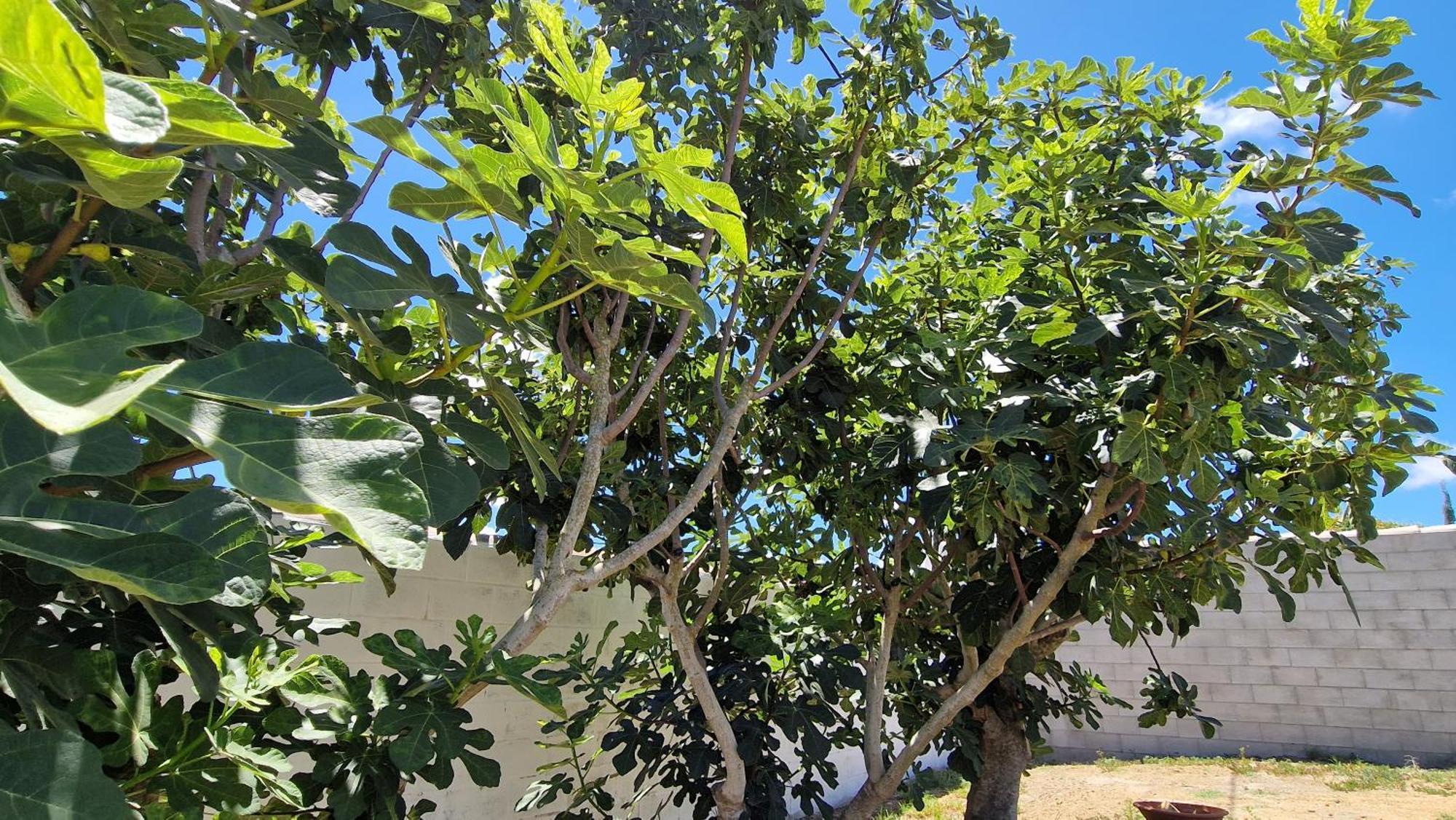 Casa Vacacional En Chiclana De La Frontera Βίλα Εξωτερικό φωτογραφία